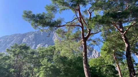 Panning shot down from the sky to the trees and the forest in the mountains Vidéo 147438407