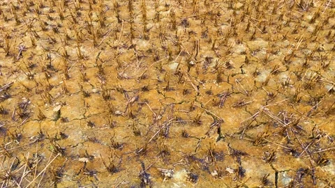 Panning shot of dried soil with dead crops, representing drought concept Stock Footage 243633745