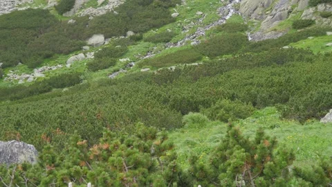 Panning shot of dwarf mountain pines, Tatras, Slovakia. 4k Stock Footage 168346545