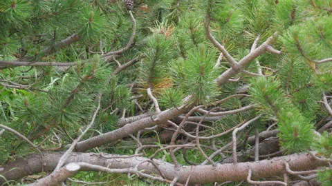 Panning shot of dwarf pine and branches. Tatras, Slovakia 4k Stock Footage 168346629