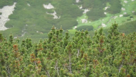 Panning shot of dwarf pine, High Tatras, Slovakia. 4k Stock Footage 168346552