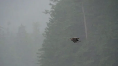 Panning Shot Of Eagle Flying In Forest During Rainy Season - British Columbia, Video stock 155839558