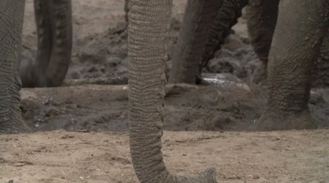 Panning shot of elephant trunk from tip going up to face Video stock 46375757