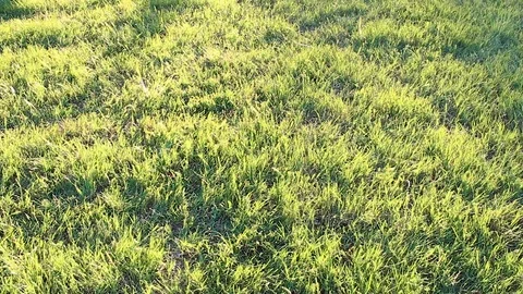 Panning shot of the evening sun through an oak tree Video stock 79664255