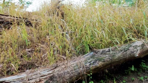 Panning shot of a fallen decaying log surrounded by overgrown wild tall grass. Stock Footage 337768315