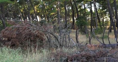 Panning shot of a fallen pine tree in a forest at sunset Видео 344147042