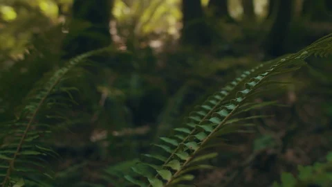 Panning Shot Of Fern Leaves In Mossy Forest Stock Footage