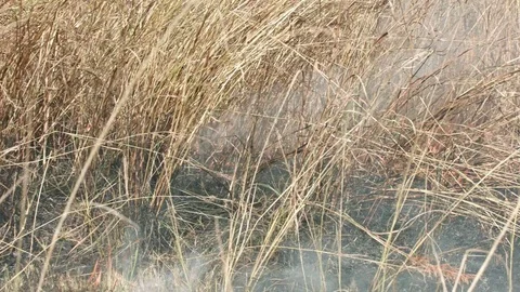 Panning shot of fire starting to burn tall grass Video stock 84029439