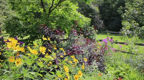Panning shot of Flower garden Stock Footage 28889783