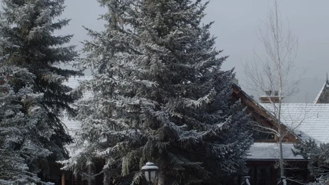 A panning shot with a focus pull of Christmas tree with lights infront of a Stock Footage 120283351