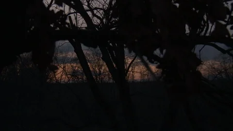 Panning Shot Forest Evening  Stock Footage 92094064