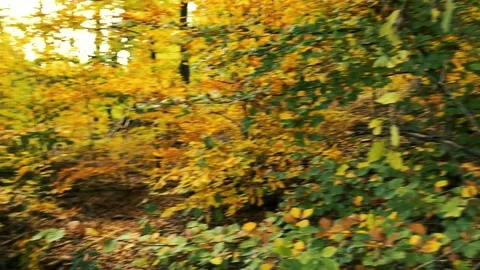 Panning shot of forest path in autumn Video stock 120021136