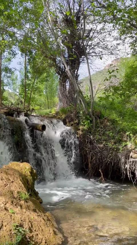 Panning Shot of Forest River and Tree Trunk Stock Footage 340871614