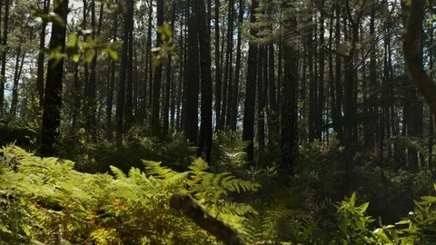 Panning shot of forest in Sintra Stock Footage 112836544