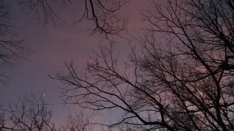 Panning Shot, Forest, Sky  Evening  Video stock 92093268