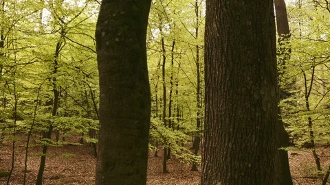 Panning Shot in the Forest with Tree Trunks, Trees and Branches Video stock 115446015