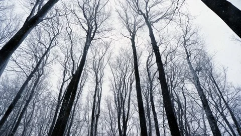 Panning shot of forest treetops in winter. It's snowing Video stock 97500959