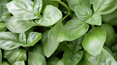 Panning Shot of Fresh Green Basil Leaves - 4K Slow Motion Shot Stock Footage 336331390