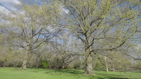 Panning Shot of Fresh Spring Trees in Sunny Green Park Stock Footage 340296192