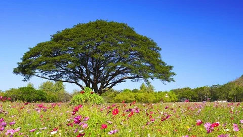 Panning shot of giant rain tree with cosmos flowers field Stock Footage 100800091