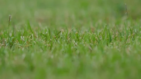 Panning shot of grass in the garden Video stock 71966467