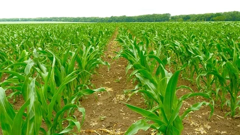 Panning shot of a green field of corn Video stock 75797031