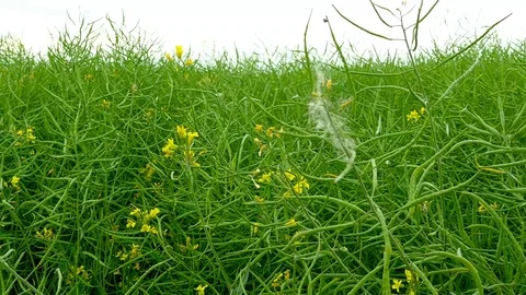 Panning shot of a green field of rape Stock Footage 75797190