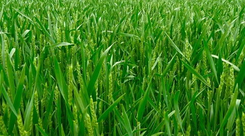 Panning shot of a green field of wheat. Stock Footage 64028642