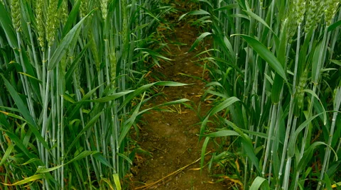 Panning shot of a green field of wheat. Stock Footage 64952560