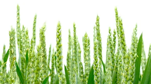 Panning shot of a green field of wheat Stock Footage 75796330
