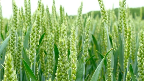 Panning shot of a green field of wheat Stock Footage 75796469