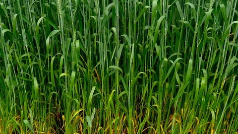 Panning shot of a green field of wheat Stock-Footage 75796695