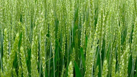 Panning shot of a green field of wheat Stock Footage 75796760