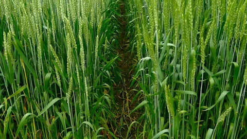Panning shot of a green field of wheat Stock Footage 75798371