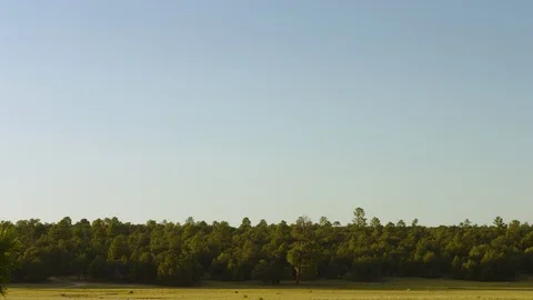 Panning shot of green forest located in Navajo nation, indian territory Vidéo 123724535