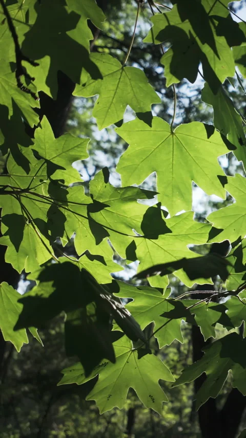 Panning shot of green leaves of Maple tree in evening light, backlit by sun Stock Footage 337449015
