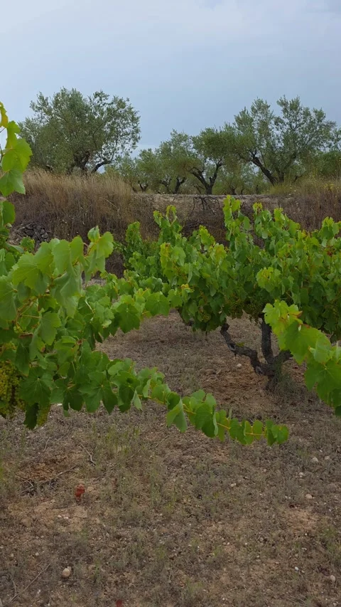 Panning shot of green white grapevines with young unripe white grape cluster Stock Footage 340590830