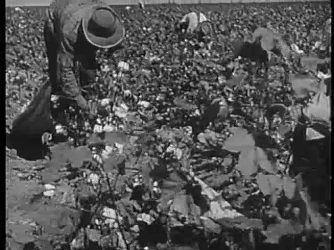 Panning shot of a group of workers picking cotton in a field, 1940s Stock Footage 64630107