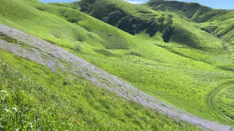 Panning shot of hillside during spring blossom Video stock 229917643