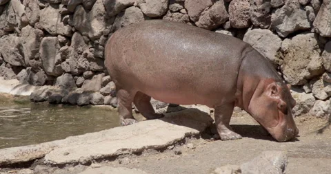 Panning shot of a hippo Stock Footage 236026125