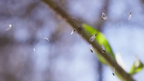 Panning Shot of Insects Trapped in Sticky Spider Web Stock Footage 328962293