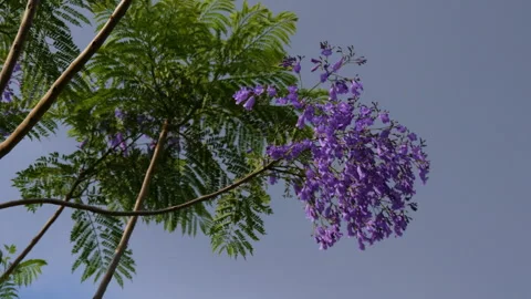 Panning shot of Jacaranda flower or Jacaranda mimosifolia Stock Footage 285698562