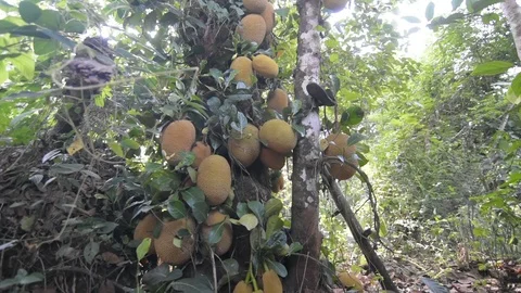 Panning shot of Jackfruit tree in the forest, full of jackfruits Stock Footage 89936786