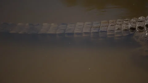 Panning shot of large crocodile from tail to head Stock Footage 32029708
