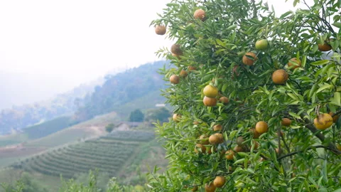 Panning shot of large orange tree filled with abundant ripe fruits standing Stock Footage 308012586