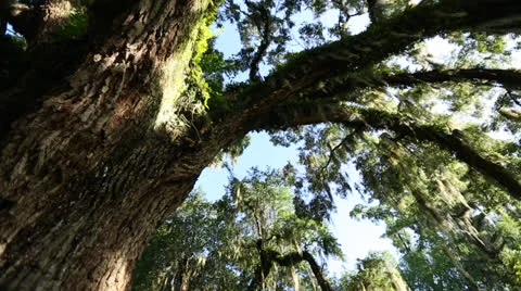 Panning Shot Of Large Tree Stock Footage 26850011