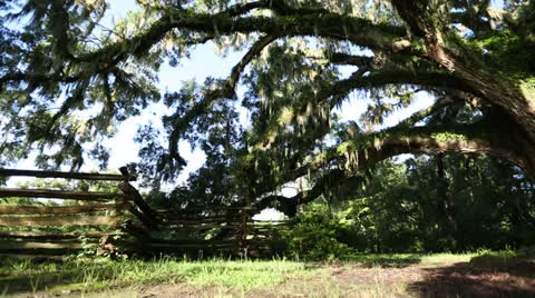 Panning Shot Of Large Tree Stock Footage 26850118
