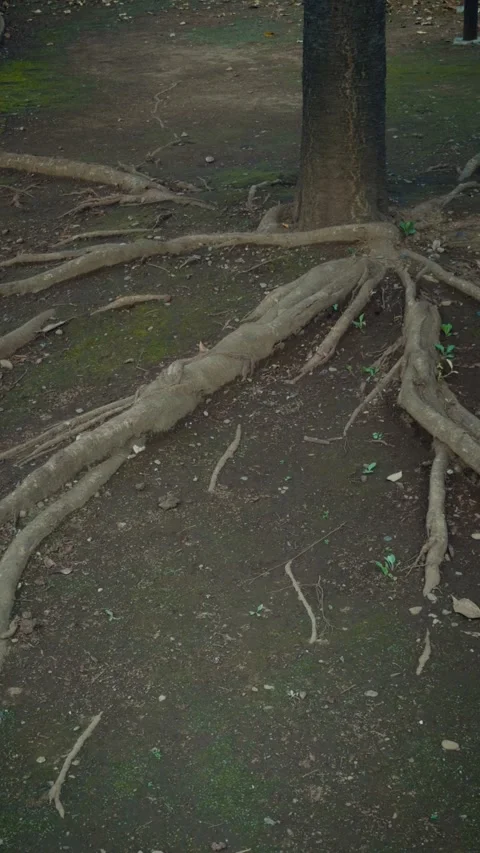 Panning shot of large tree roots spreading on the bare ground Stock Footage 345781930