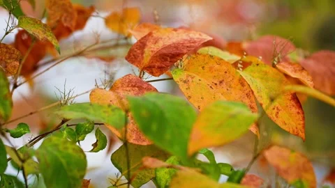 Panning shot of leaves in the Fall Видео 265295261