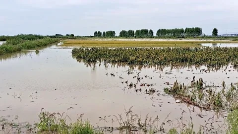 Panning shot from left to right of the flooded crops, disaster, famine Stock Footage 158401184